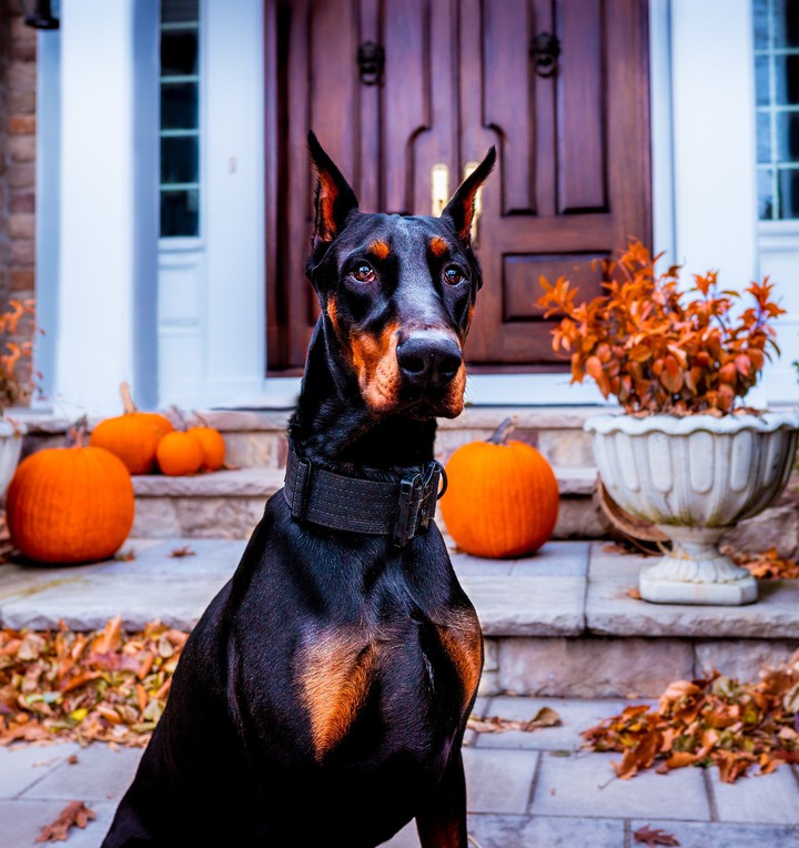 Doberman