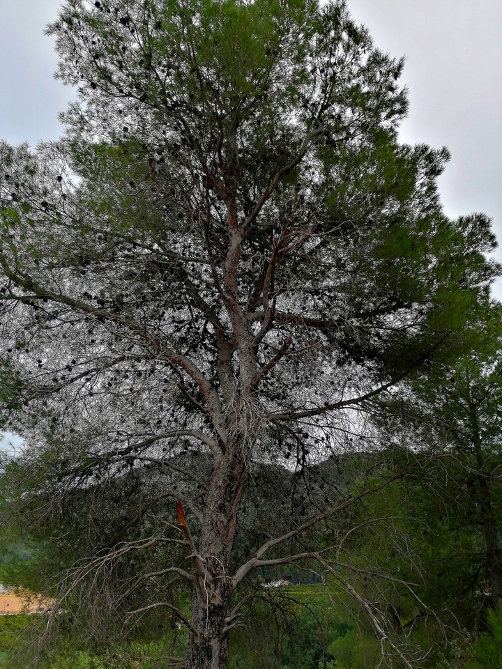 Pine tree