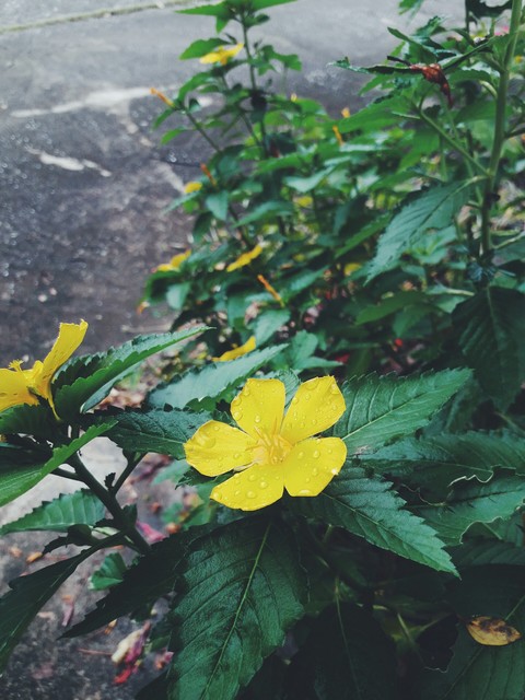 my flower at my backyard
