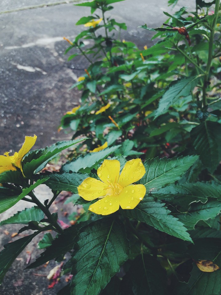 my flower at my backyard
