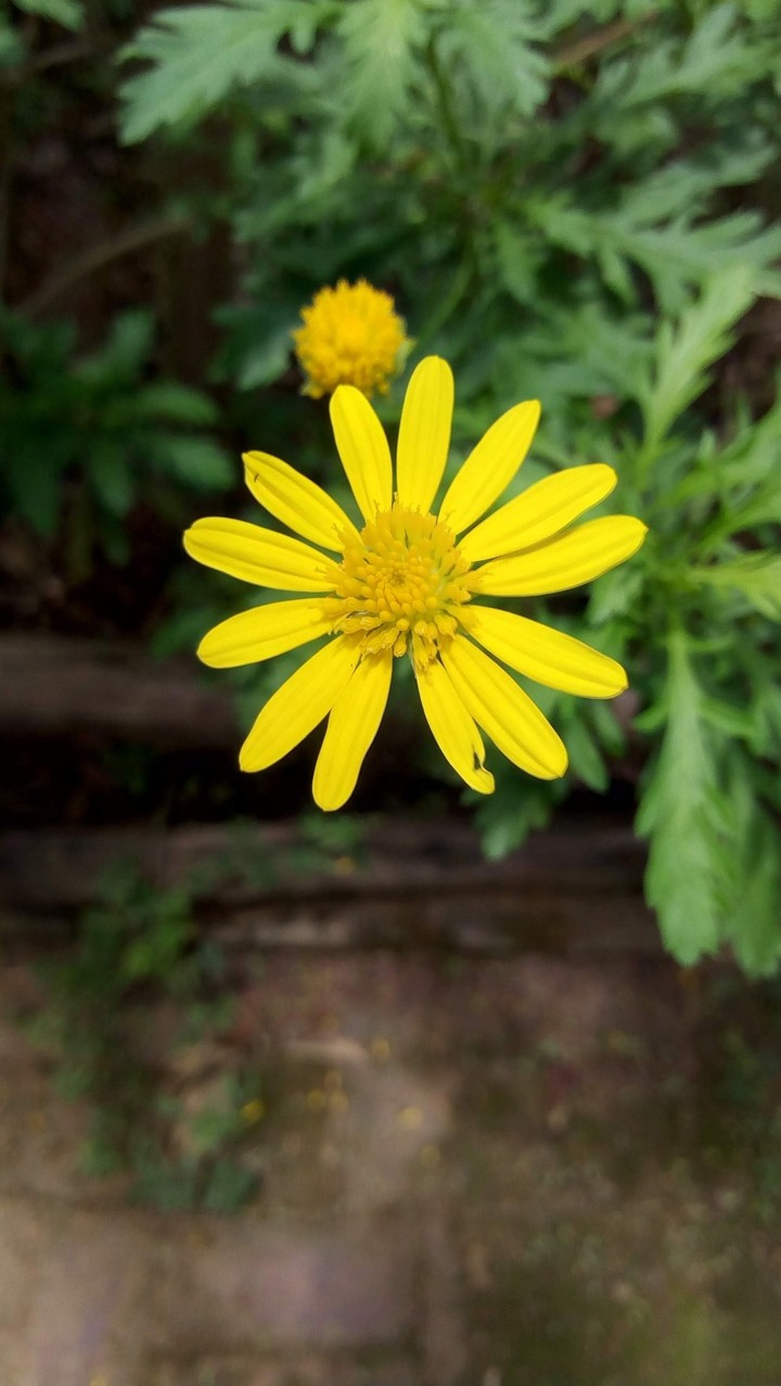 seeking beauty