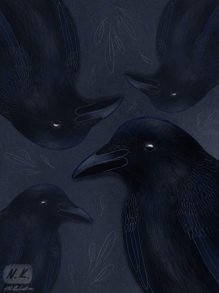 raven illustration