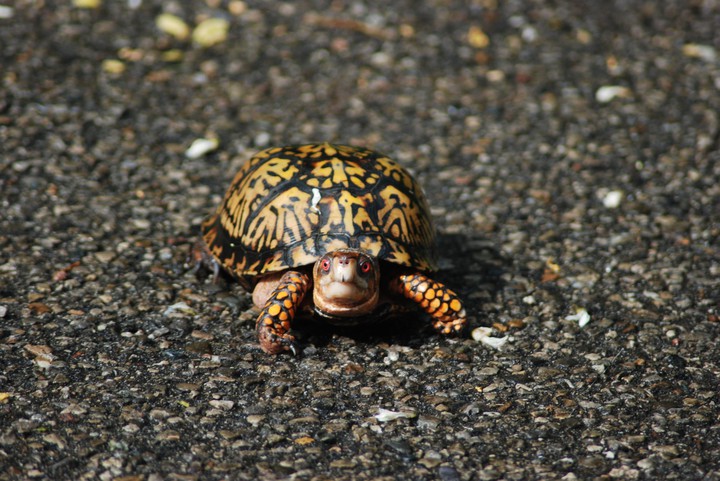 tortoise
