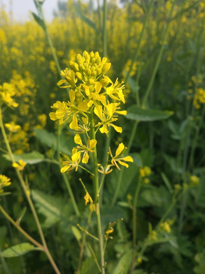 sarso da khet