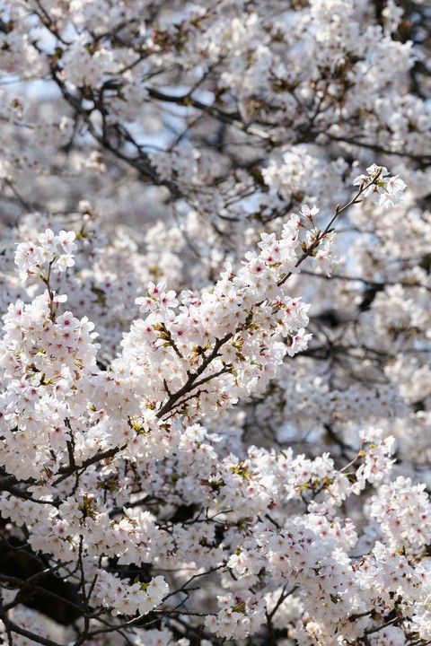 fonds d'écran wildflower, prunus