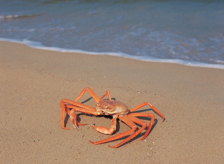 동물