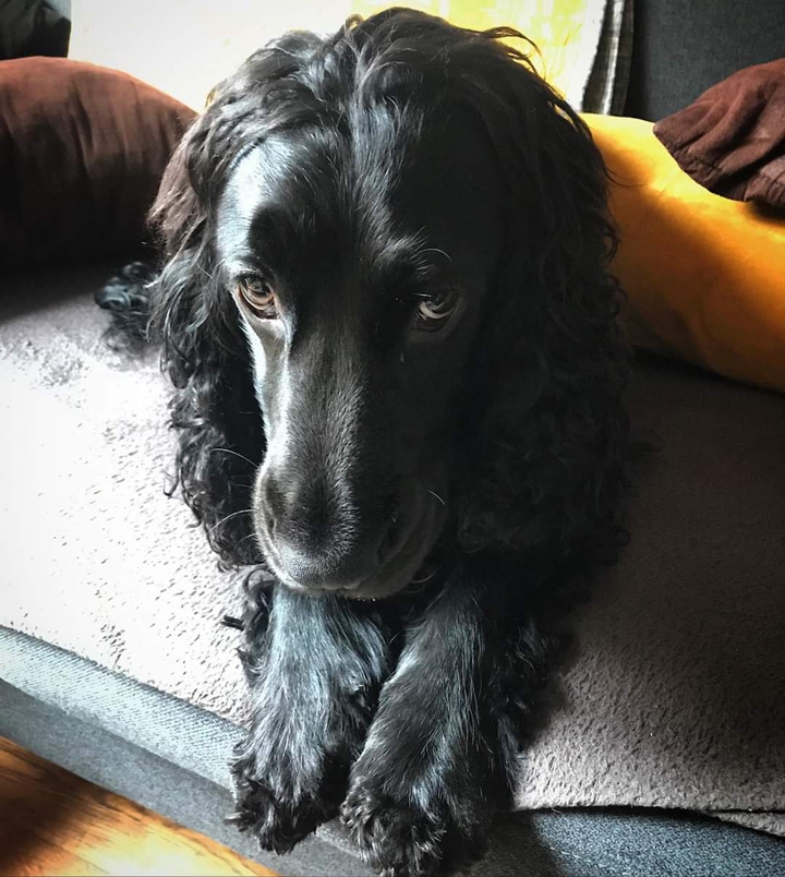 chien