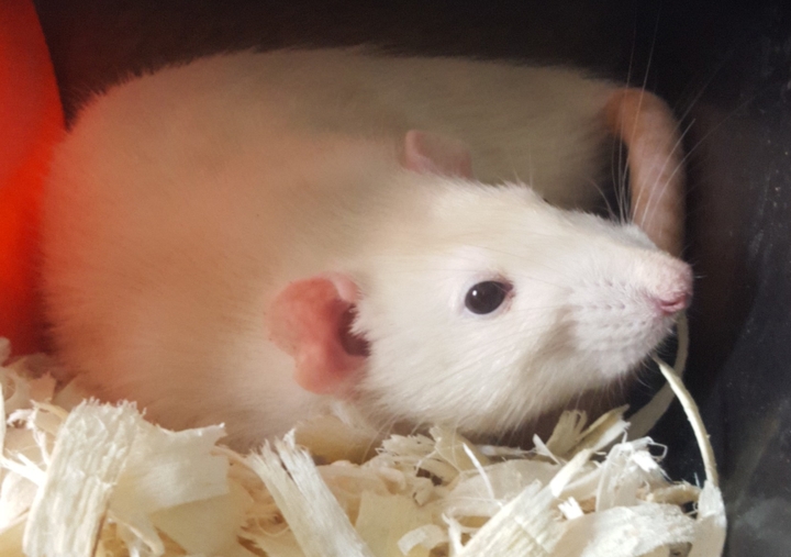 Dumbo Rat. Name: Scarlett