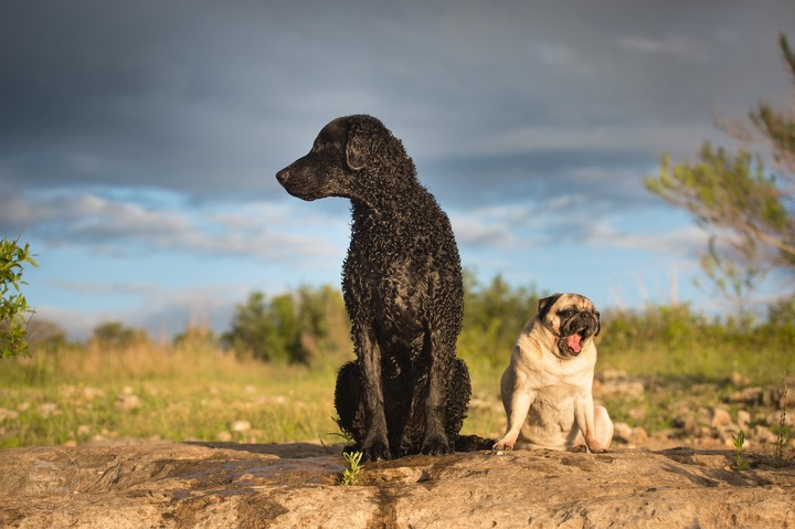 Dogs