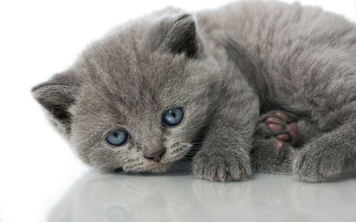 kitten