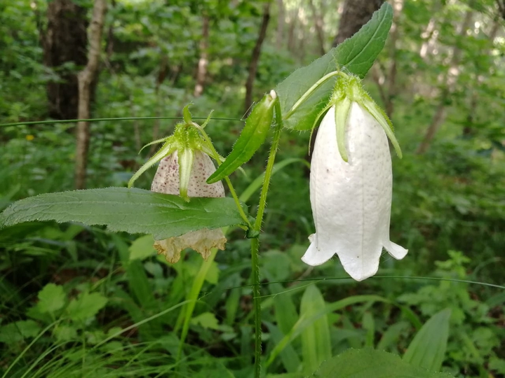 natura