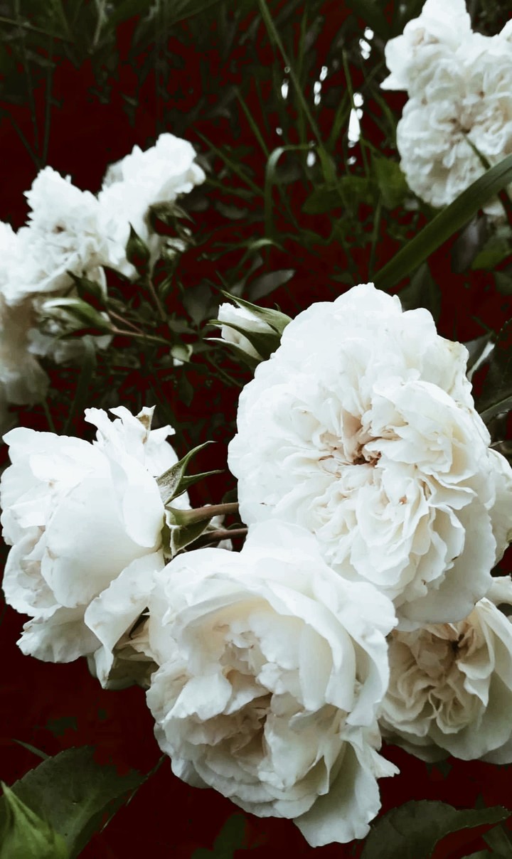 white rose 