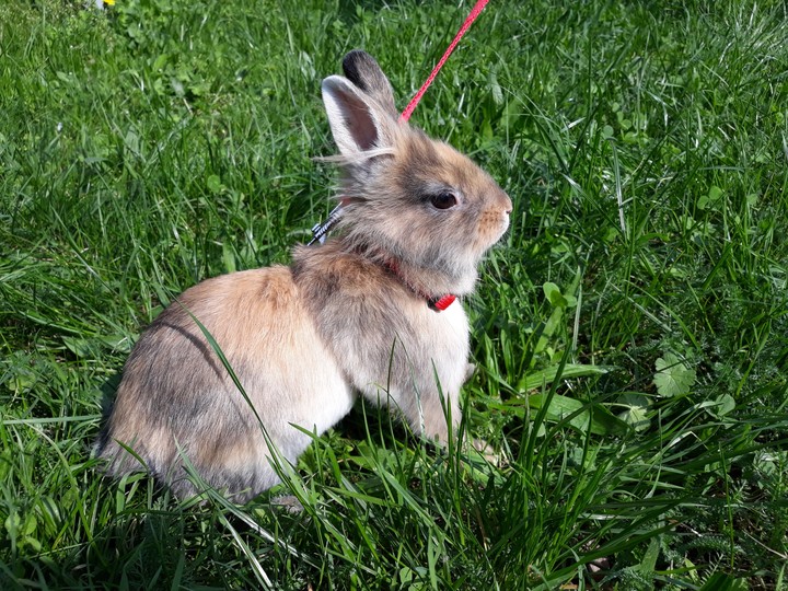 My rabbit Michelle 
