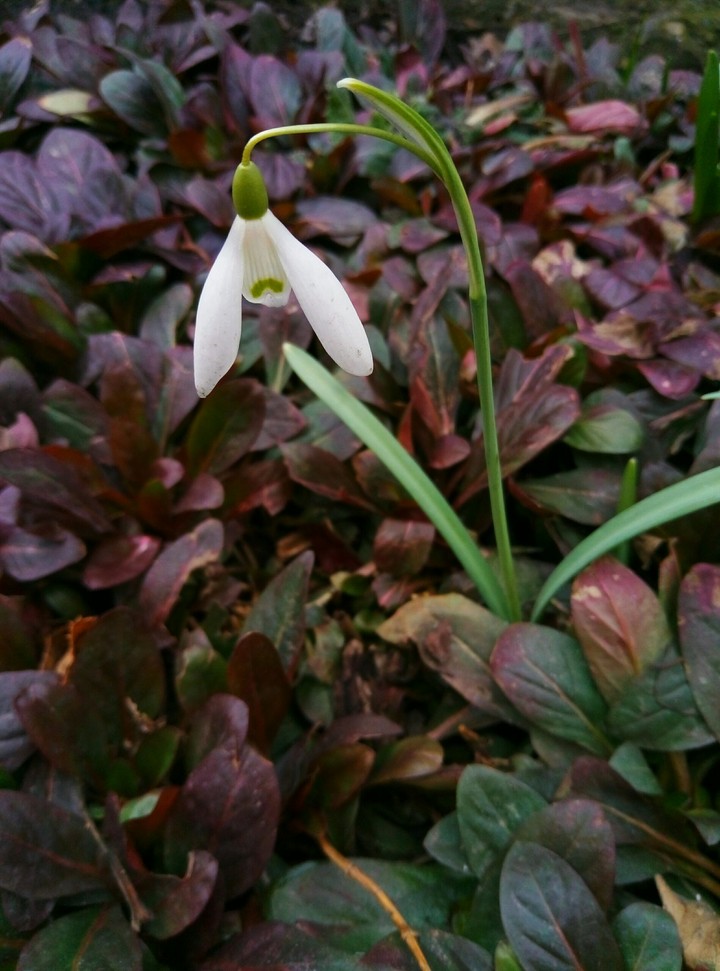 spring