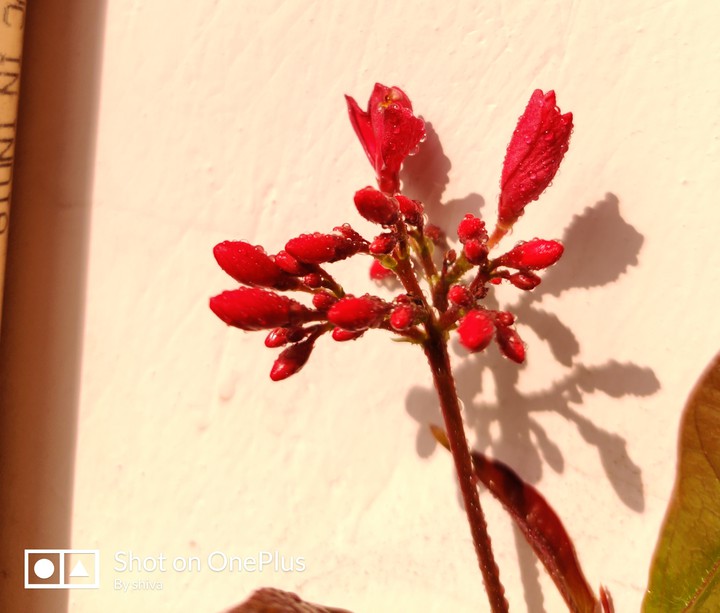 leaves 1