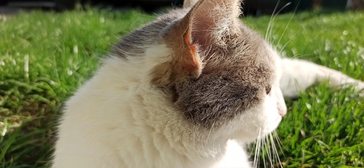 cat