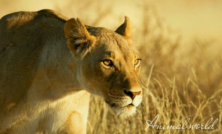 Animal world.