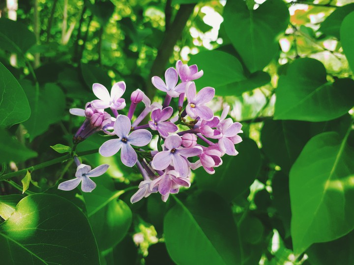 Lilac