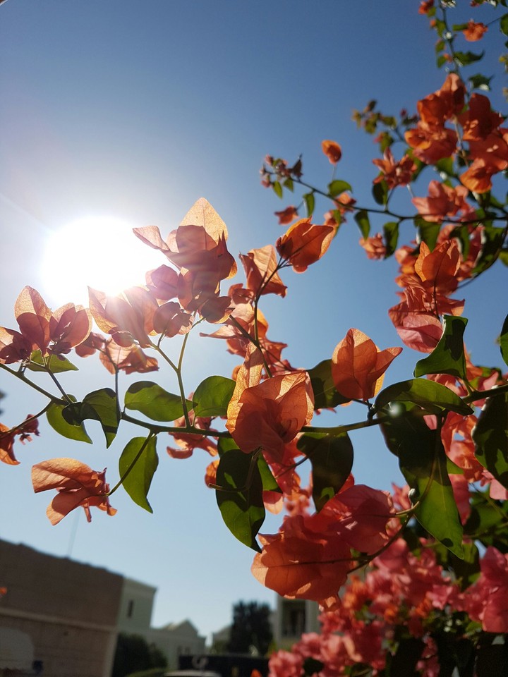 flowers