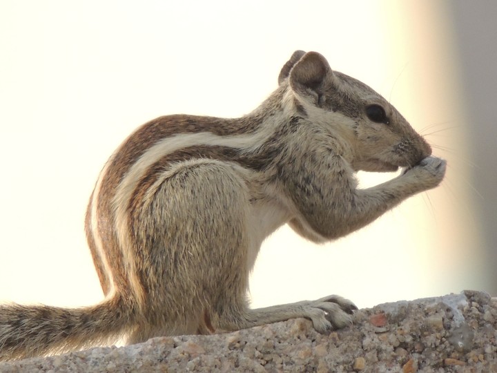 squirrel eating food