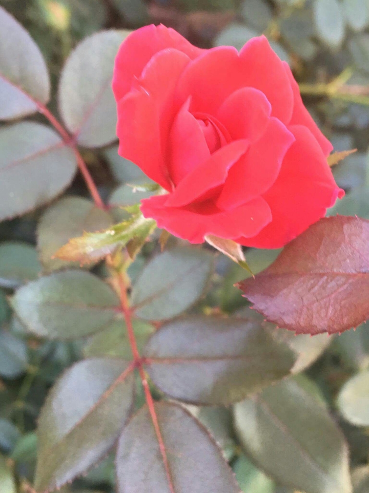 leaf and flower