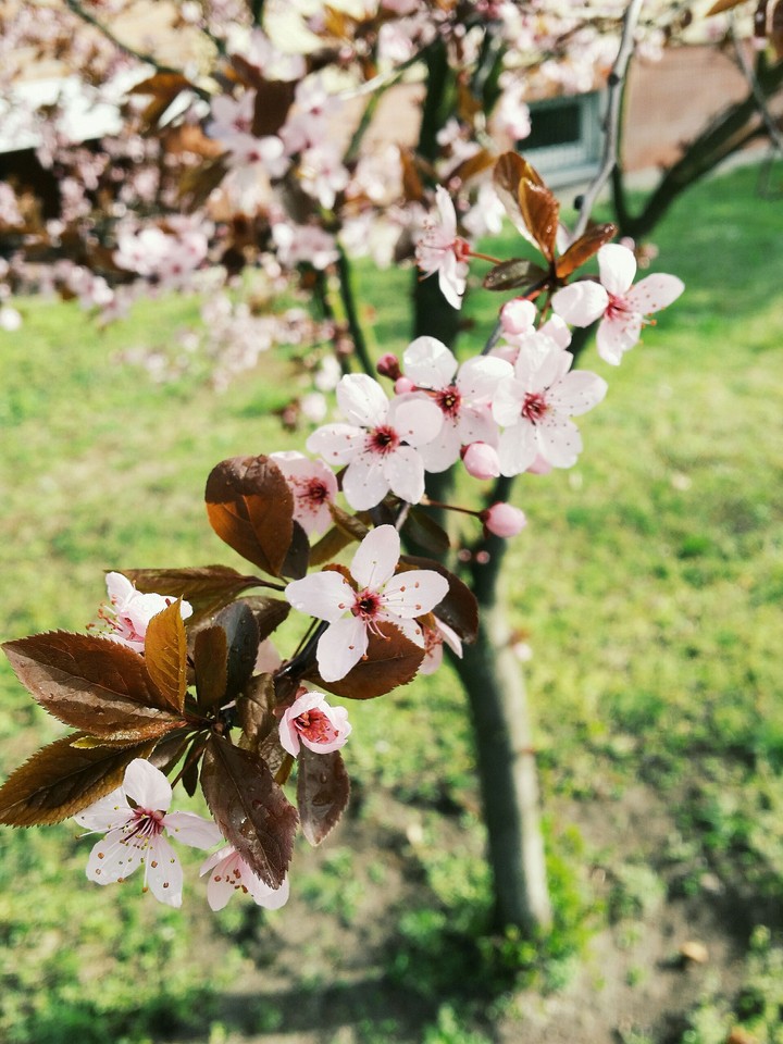 spring