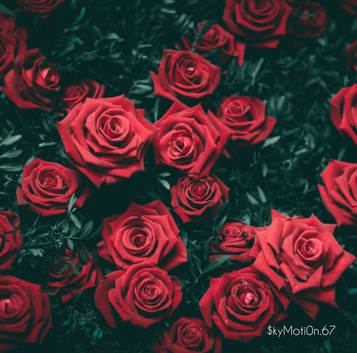 rose
