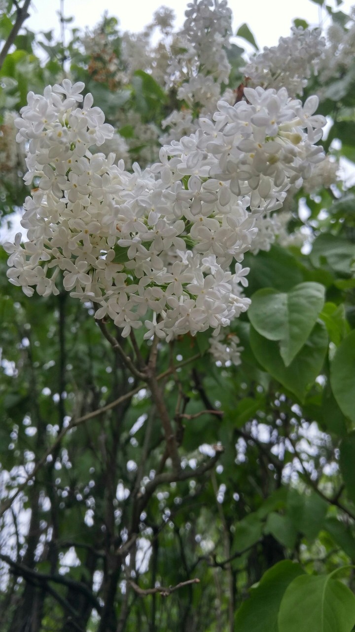 White tree blooms