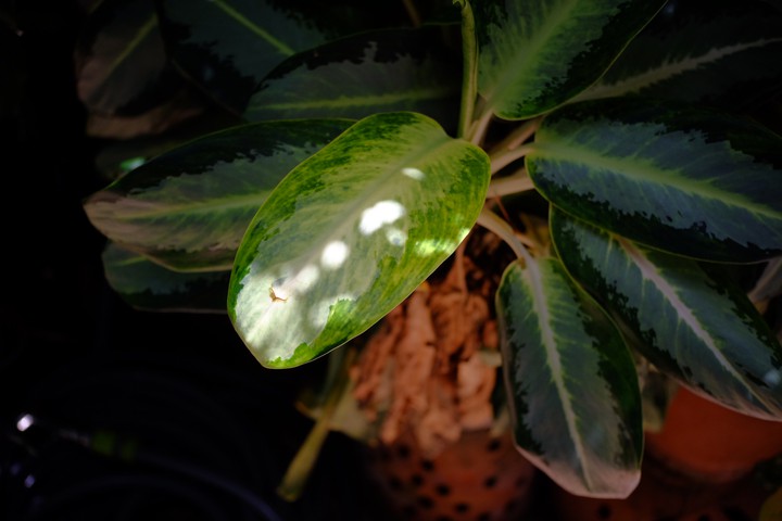 leaf ??