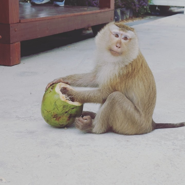 monkey