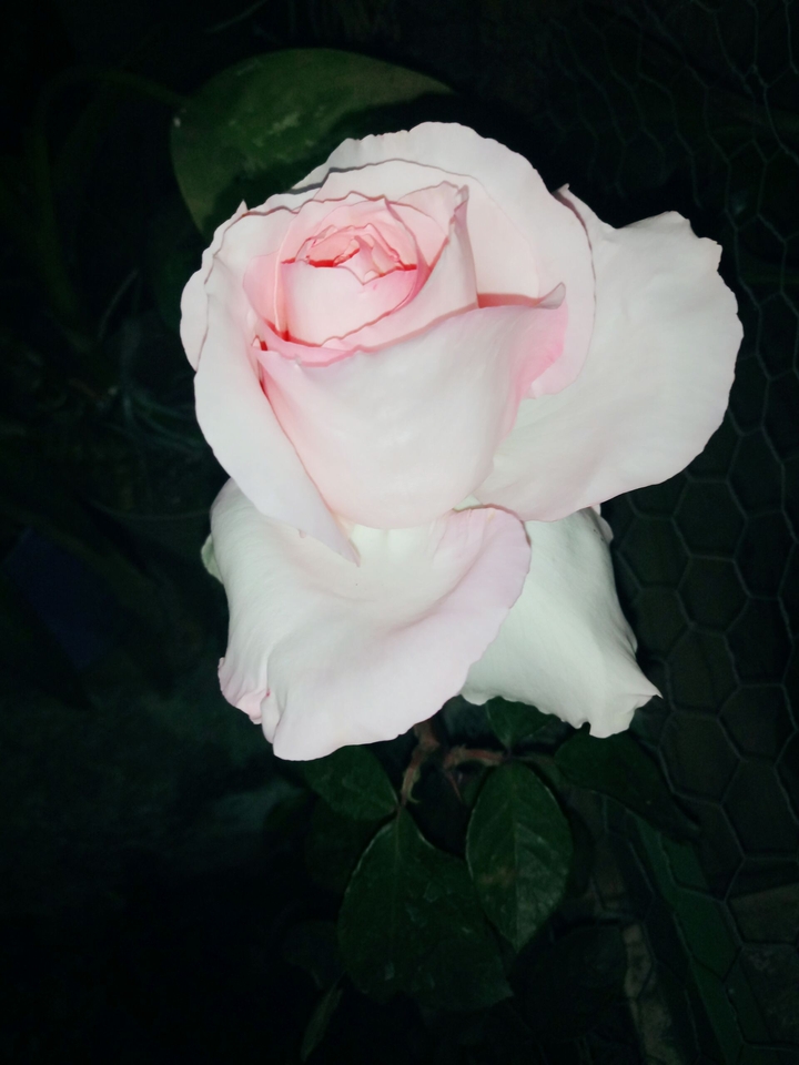 rosa