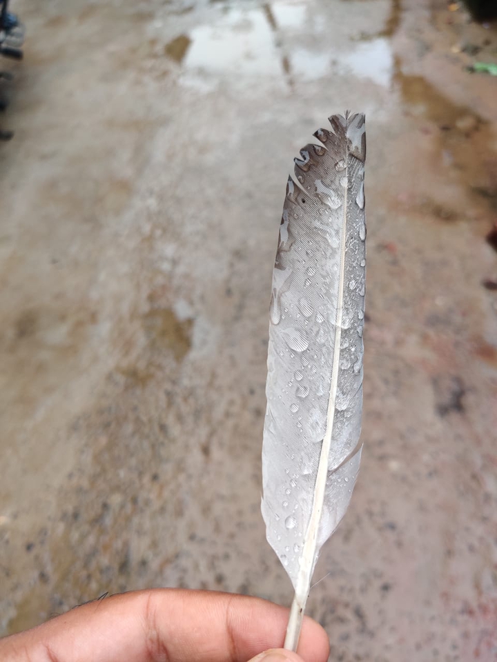 feather