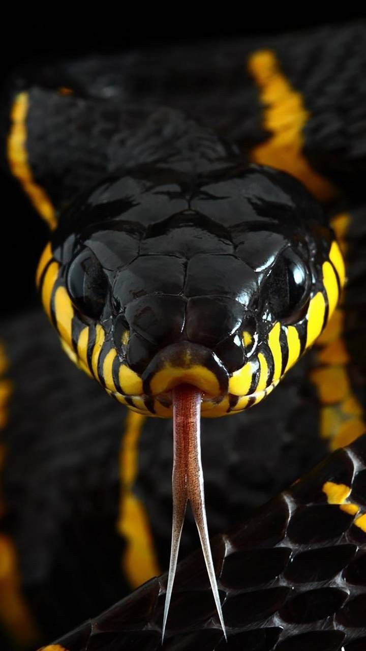 Snake Wallpaper