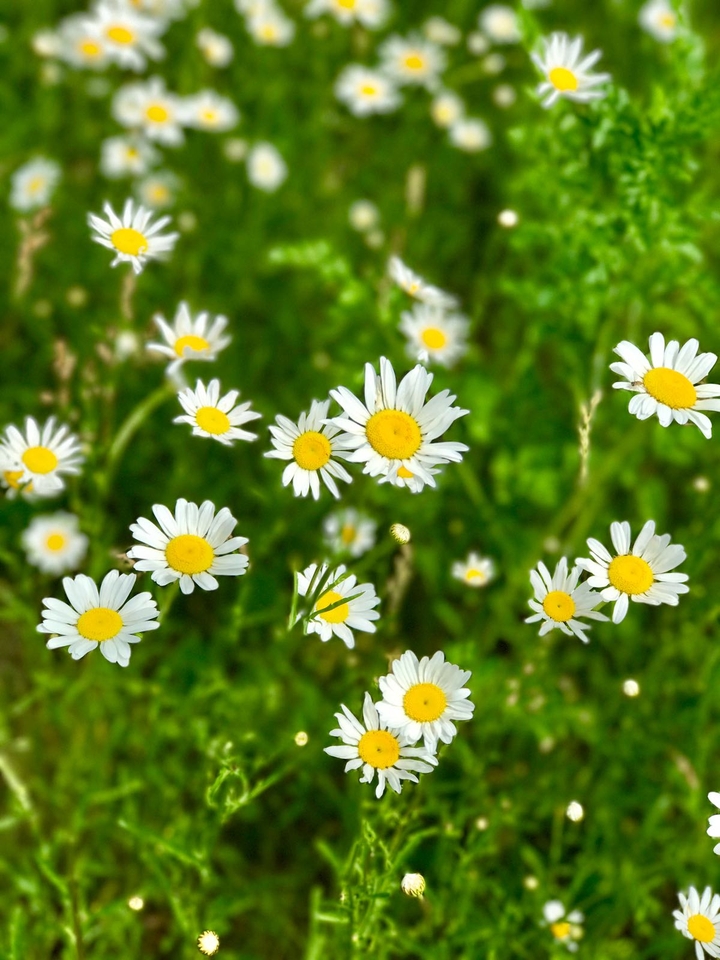Small Little Flowers