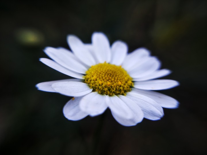 Chamomile