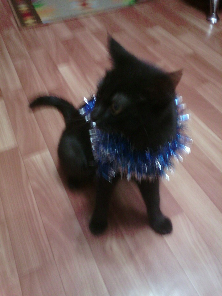Christmas cat