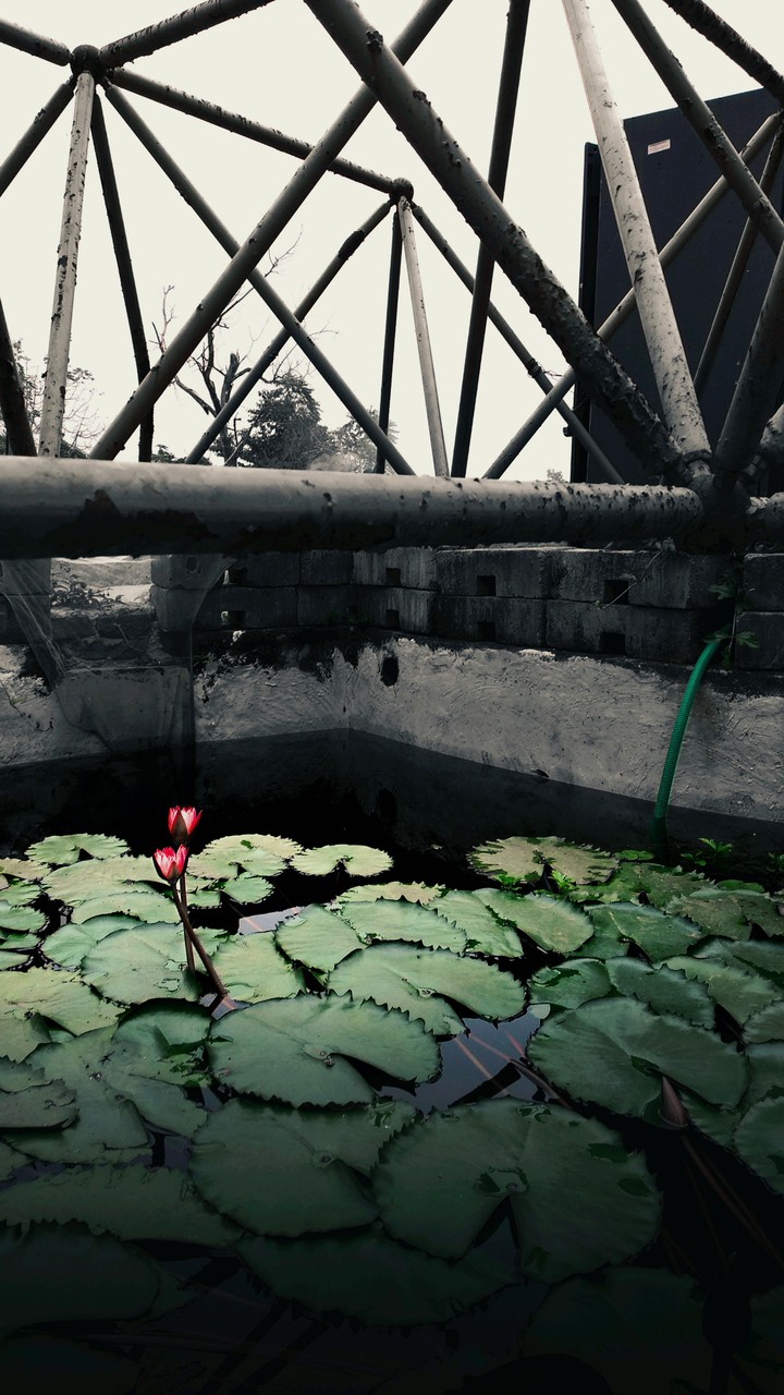 treasued beauty