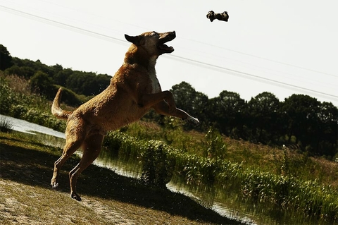 dog