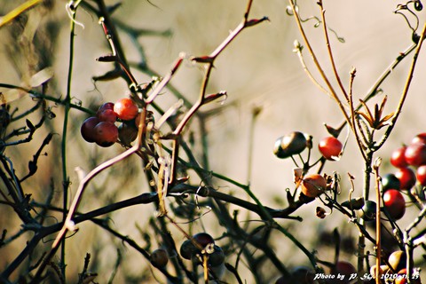 sfondi fruit, produce