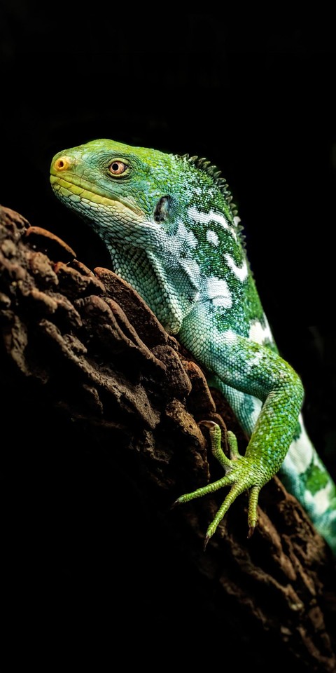 sfondi Chameleons, lizard