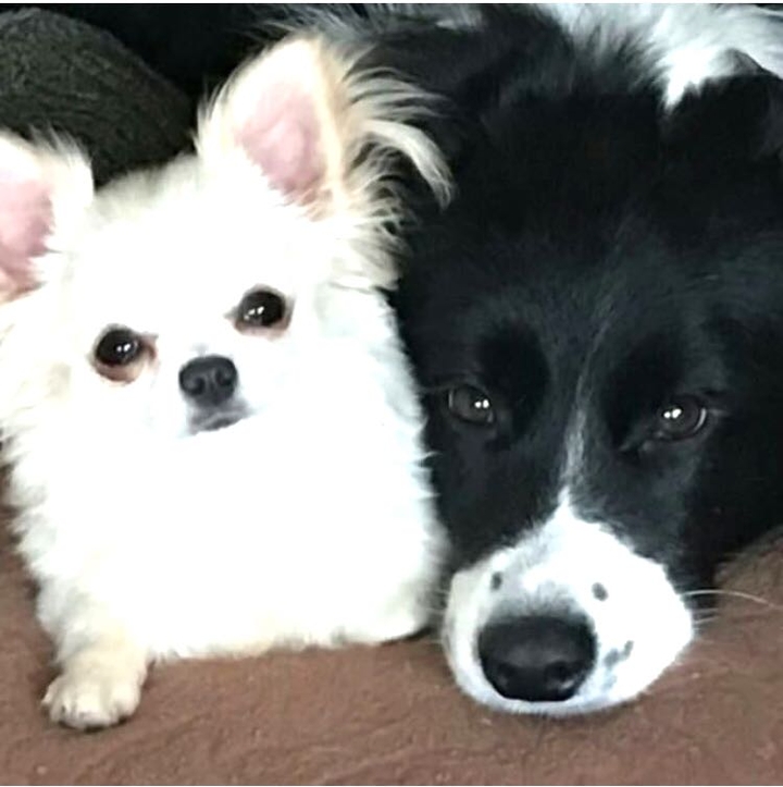 they are my cutie girls, bucky and kaisa