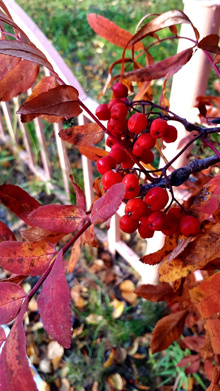 autumn
