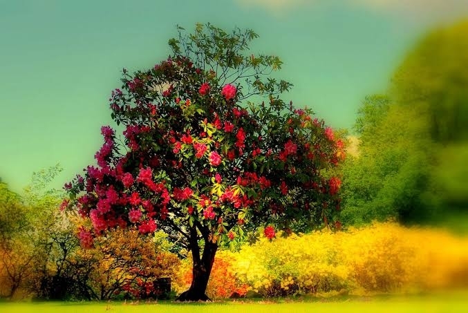 tree