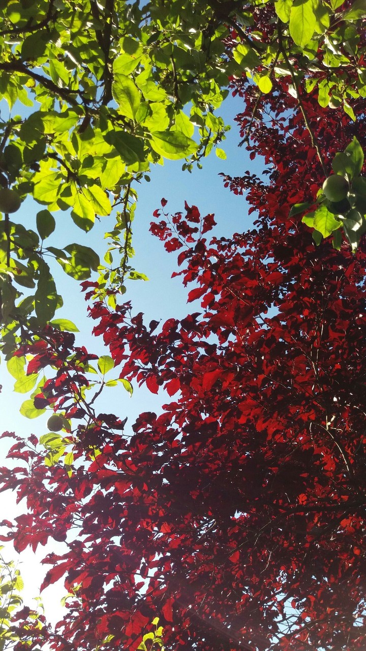 sunshine tree in germany