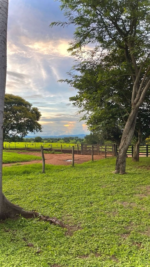 grass, ecoregion duvar kağıtları