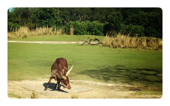 longhorns