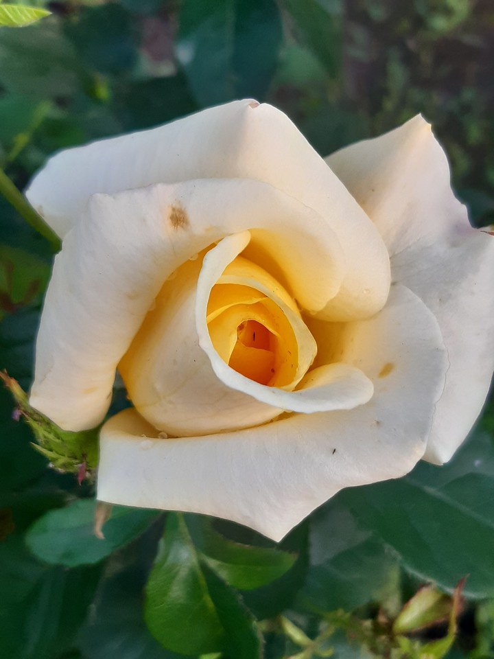 rose