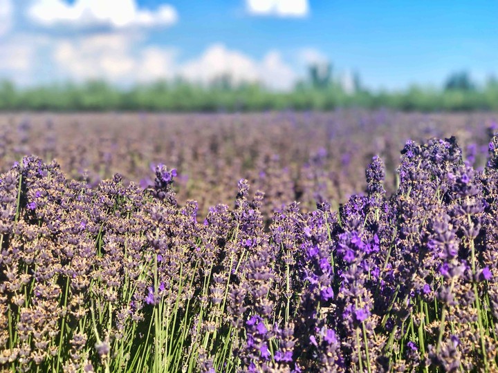purple