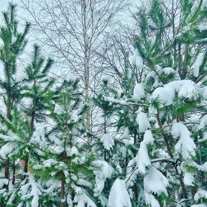 Christmas tree