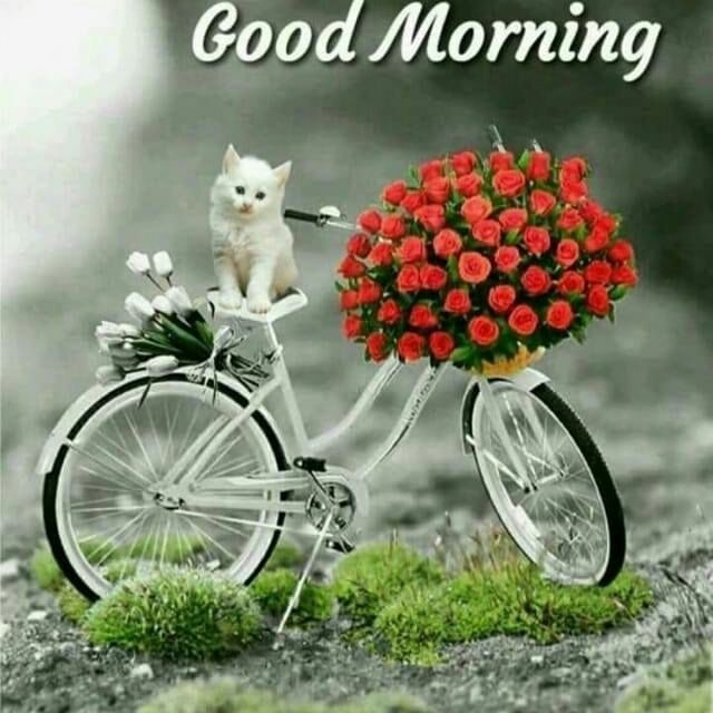 good mo